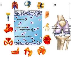 Image of Cartilage tissue anatomy diagram