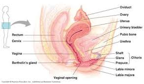 Image result for how to insert male organ into female organ