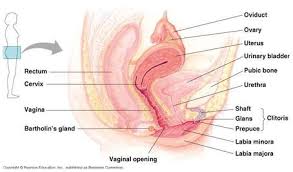 Image result for how to insert male organ into female organ