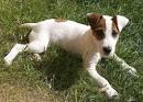 Jack russel caractere