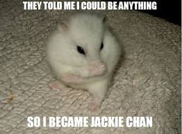 Image result for Animal Meme