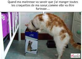 Résultat de recherche d'images pour "chaton qui mange"