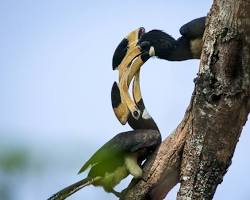 Image of Dandeli Wildlife Sanctuary, India