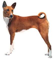 Πως αποκαλείται ο σκύλος Basenji;
