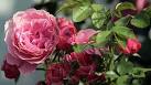 Winterschutz für Rosen: Rosen richtig überwintern