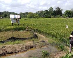 Gambar Hamparan sawah hijau di Tana Toraja