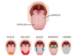 Resultado de imagen de papilas y botones gustativos