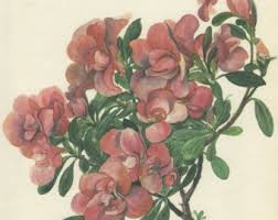 Image result for early transparent gage