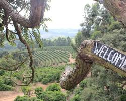 Imagem de Fazenda de café, Carmo de Minas, Minas Gerais