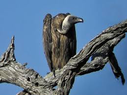 Image result for the vulture