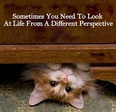 Perspective... #cats | OUR PETS (group board) | Pinterest ... via Relatably.com