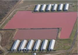 Image result for cafo