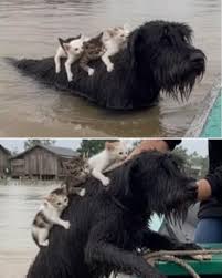 A Heart - Amid a raging flood, rescue teams spotted a ...