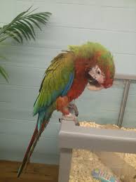 Image result for baby macaw parrot for sale