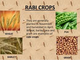 Image result for Rabi Crops