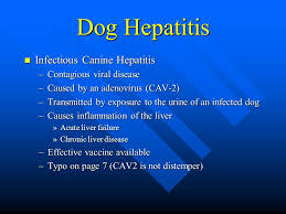 Image result wey dey for pictures of a dog infected with infectious canine hepatitis