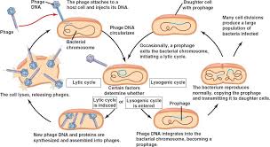 Image result for free pics of lysogenic bacteriophage