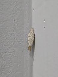 What is this near my front door? : r/whatsthisbug