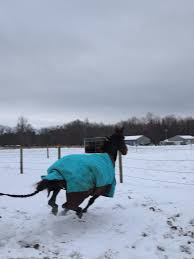 new favorite from @Jeffers ! amazingly practical with actual straps on... | Equestrian | TikTok