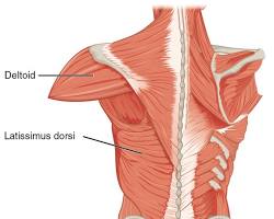 Latissimus dorsi muscle resmi