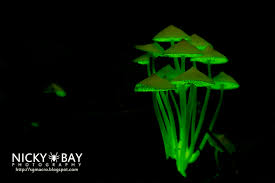 Mulai Dari Cacing Hingga Kalajengking, Ini 8 Makhluk Hidup Yang Bercahaya