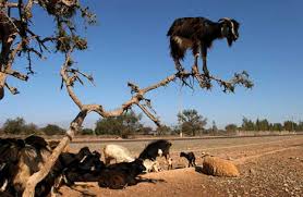 Image result for goat tree