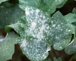 Powdery mildew (Erysiphe spp.) disease on plants