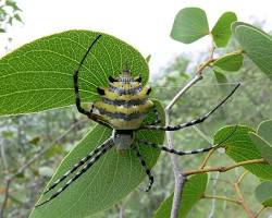 Image of Fungi on animals