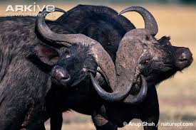 Image result for cape buffalo