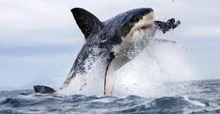 Trend Google: shark attack
