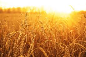 Image result for wheat pictures