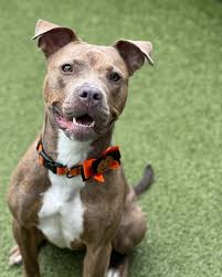 Stella is the kind of dog who makes it impossible not to smile! 💕 At just under 2 years old, she's full of life and always ready to play, especially when she's