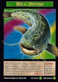 Image result for wels catfish