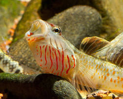 Gobies aquarium pet