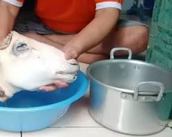 Gambar Membersihkan dan merebus kepala kambing untuk gulai Cara masak gulai kepala kambing 