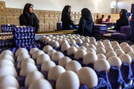 اتحادیه مرکزی مرغداران: پیشنهاد قیمت ۲۷۱ هزار تومانی برای هر کیلوگرم تخم‌مرغ در شهریور ماه