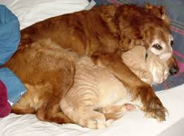 Résultat de recherche d'images pour "cats and dogs living together pictures"