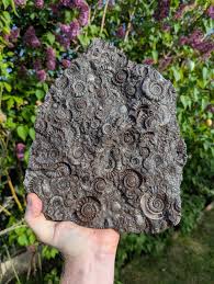 Finished splitting the other half down, if only they all split like this!