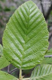 Image result for alder leaves