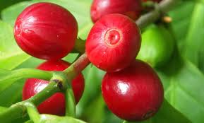 Risultati immagini per fruit coffee