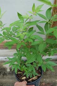 Tetradium daniellii var. hupehensis에 대한 이미지 검색결과