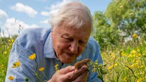 ‘The greatest ambassador for life on Earth’: Tributes paid to David Attenborough on his 100th birthday