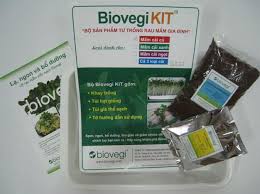 Image result for RAU MẦM CẢI XANH