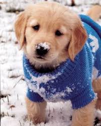 dog with blue sweater