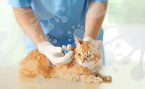 Panleucopenia felina: el virus silencioso que puede matar a tu gato en días. Vacunas y cómo prevenir la enfermedad