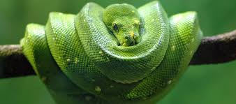 Hasil gambar untuk animal