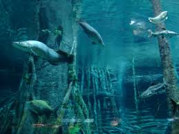 Resultado de imagen para parque explora acuario