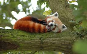 Image result for free panda images