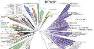 Bildergebnis für tree of life