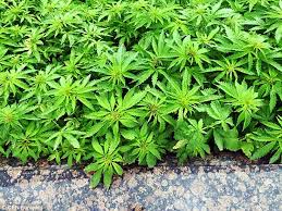weed plants ile ilgili görsel sonucu